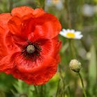 roter MOHN