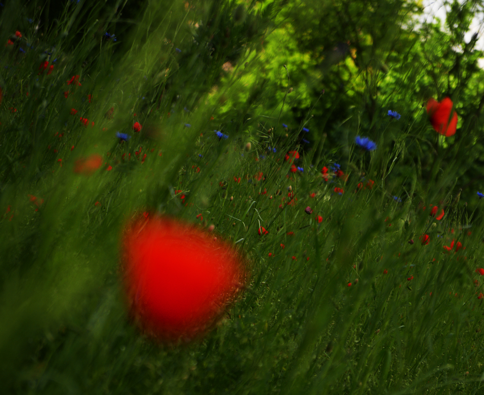 roter mohn