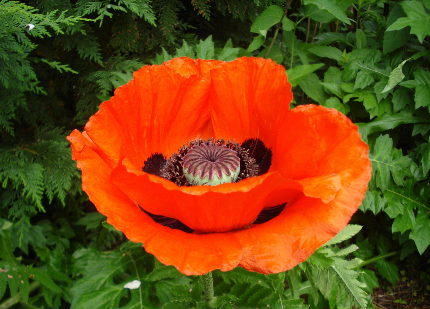 Roter Mohn