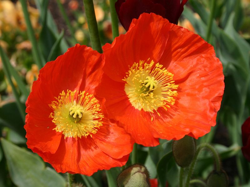 Roter Mohn