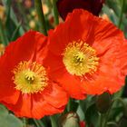 Roter Mohn