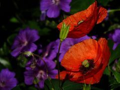 Roter Mohn