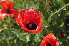 Roter Mohn