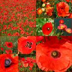 roter mohn