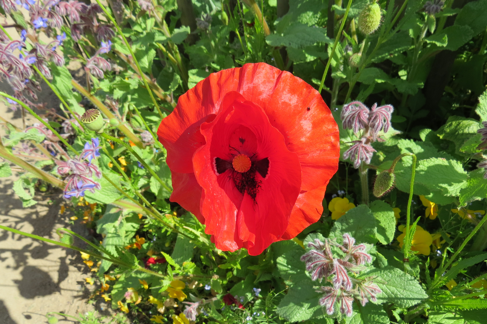 Roter Mohn