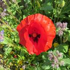 Roter Mohn