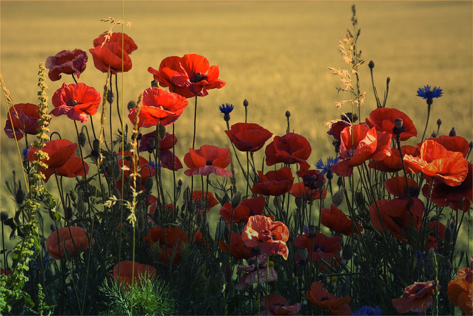 Roter Mohn