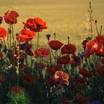 Roter Mohn