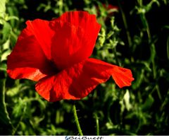 Roter Mohn