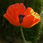 roter Mohn