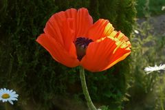 roter Mohn