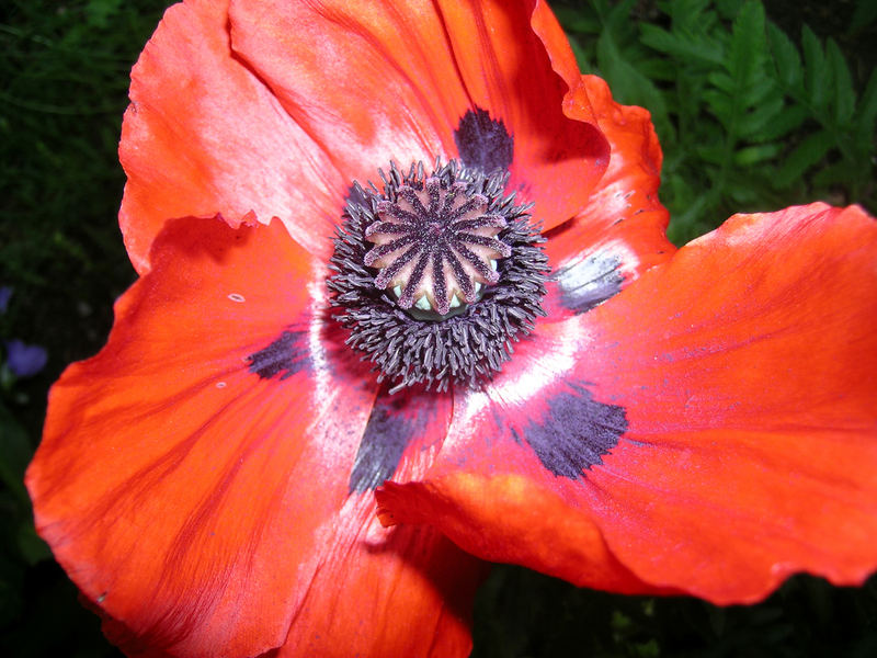 Roter Mohn