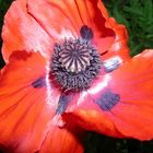 Roter Mohn