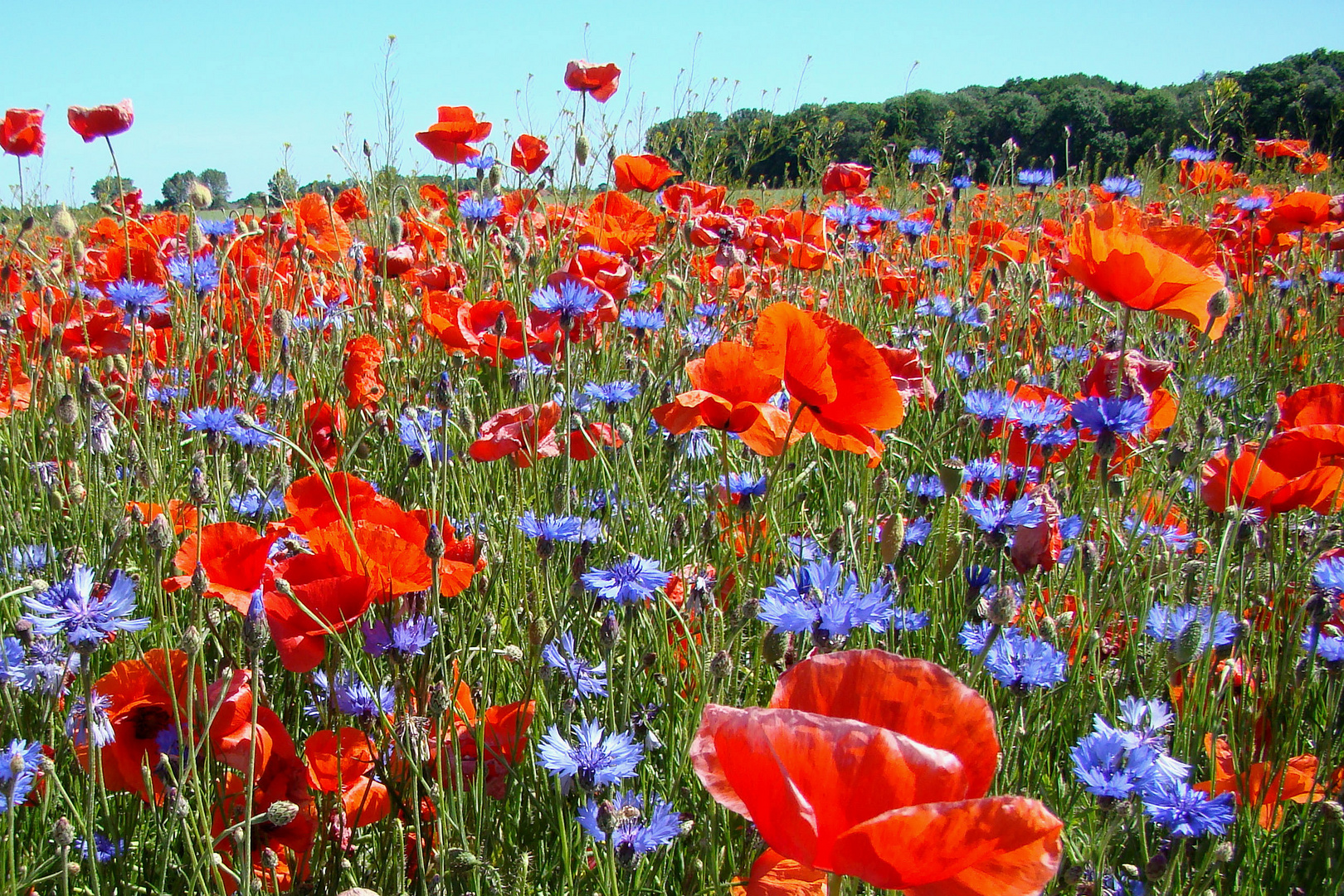 roter Mohn