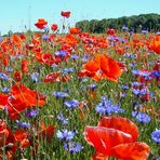 roter Mohn