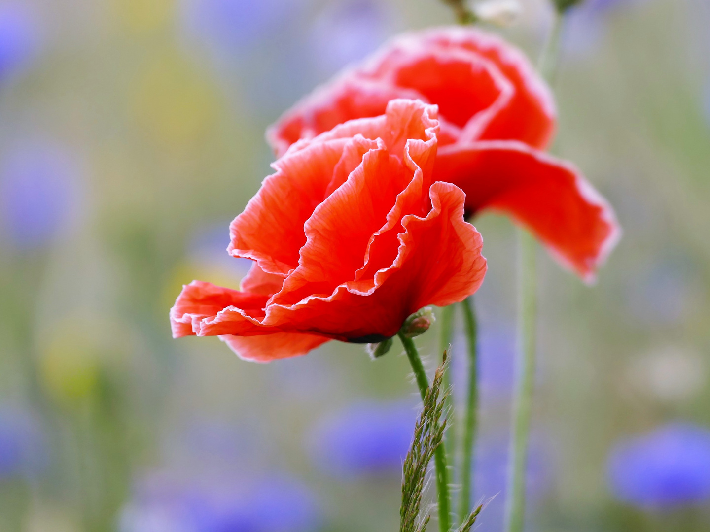 Roter Mohn