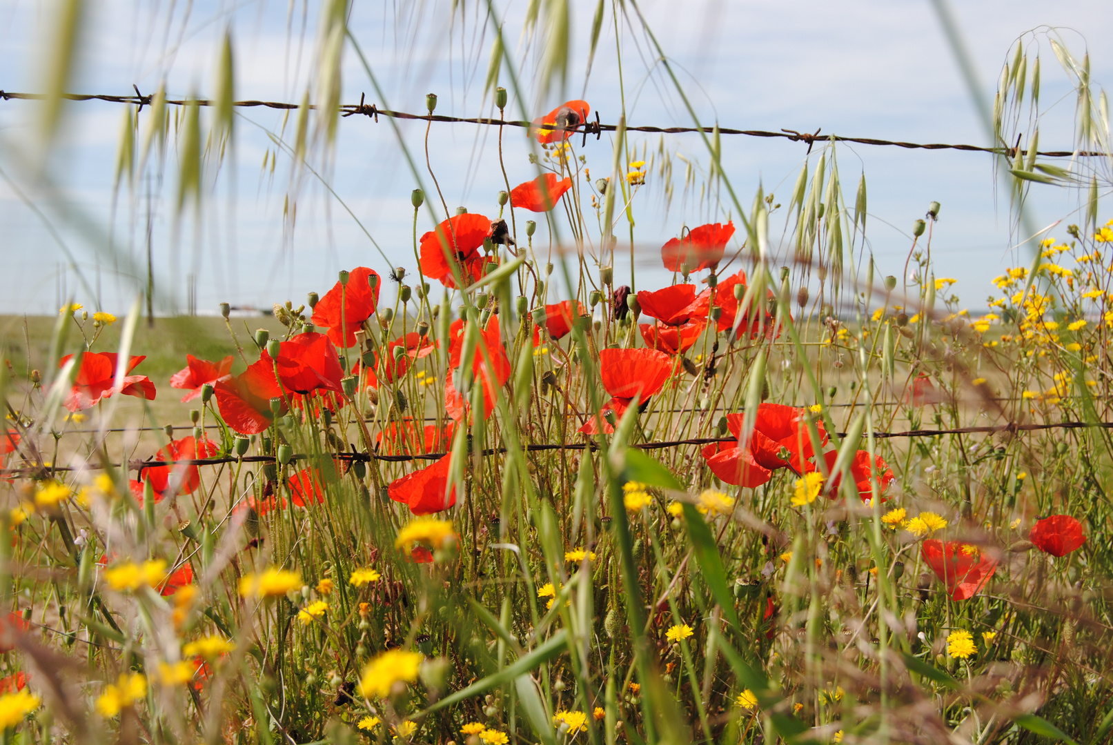 roter Mohn