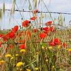 roter Mohn