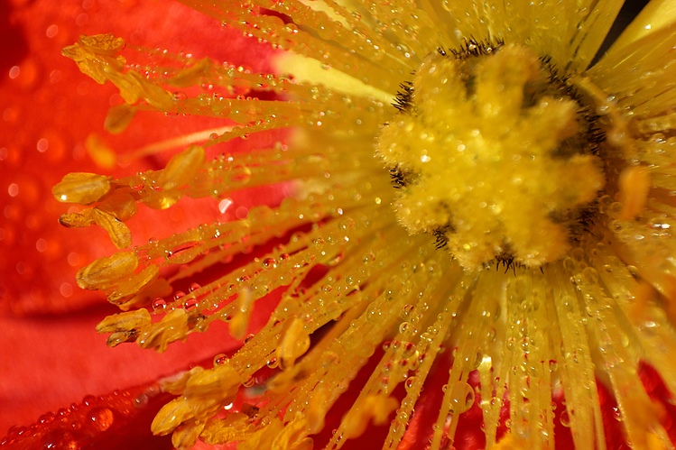 Roter Mohn