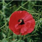 Roter Mohn