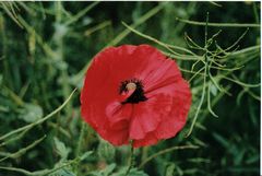 Roter Mohn