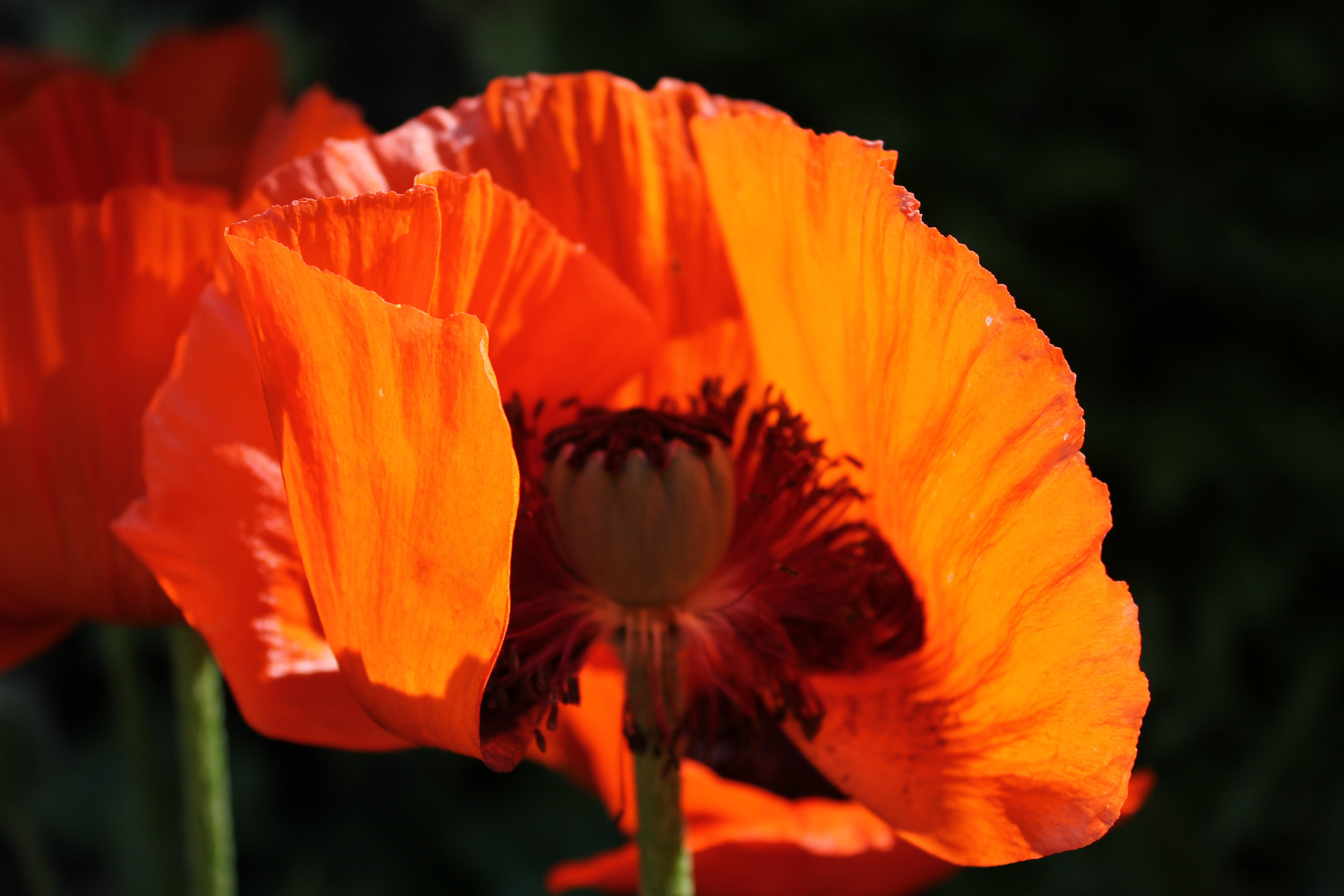 roter Mohn