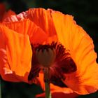 roter Mohn