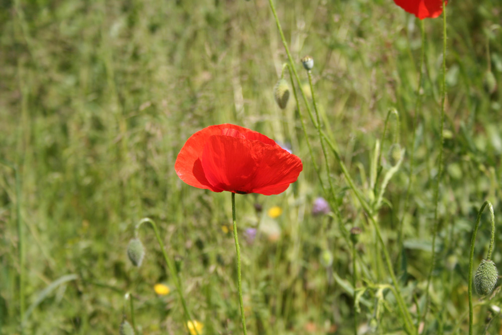 Roter Mohn