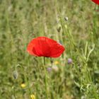 Roter Mohn