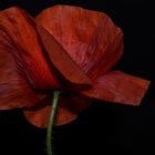 Roter Mohn