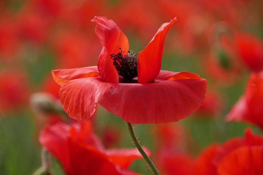 Roter Mohn...