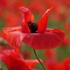 Roter Mohn...