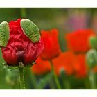 roter Mohn ...