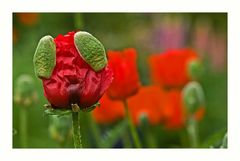 roter Mohn ...