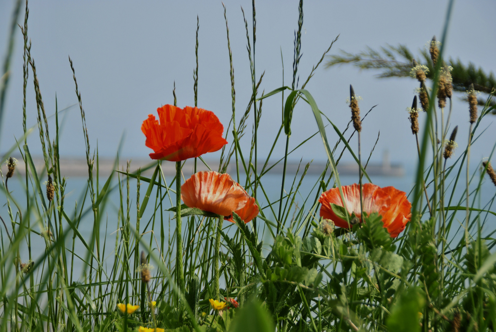 Roter Mohn...