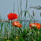 Roter Mohn...