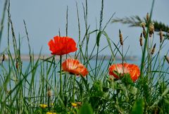 Roter Mohn...