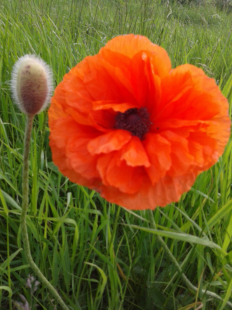 Roter Mohn