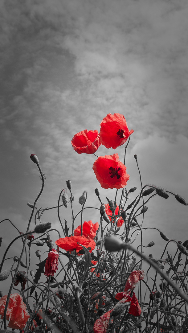 Roter Mohn