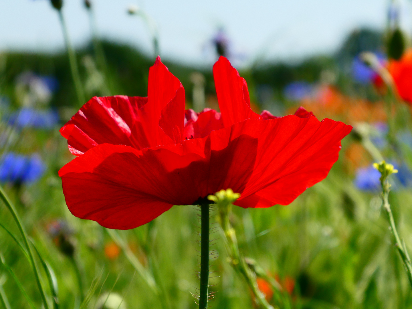 Roter Mohn