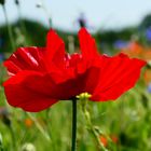 Roter Mohn