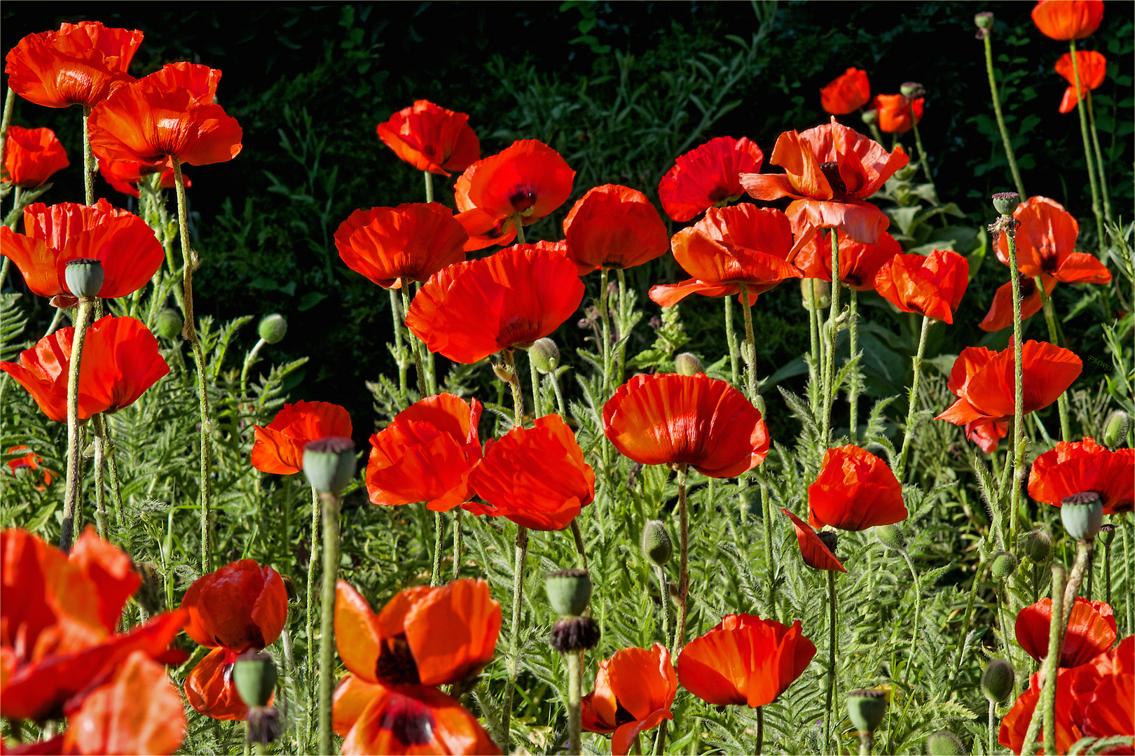 Roter Mohn