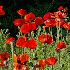 Roter Mohn