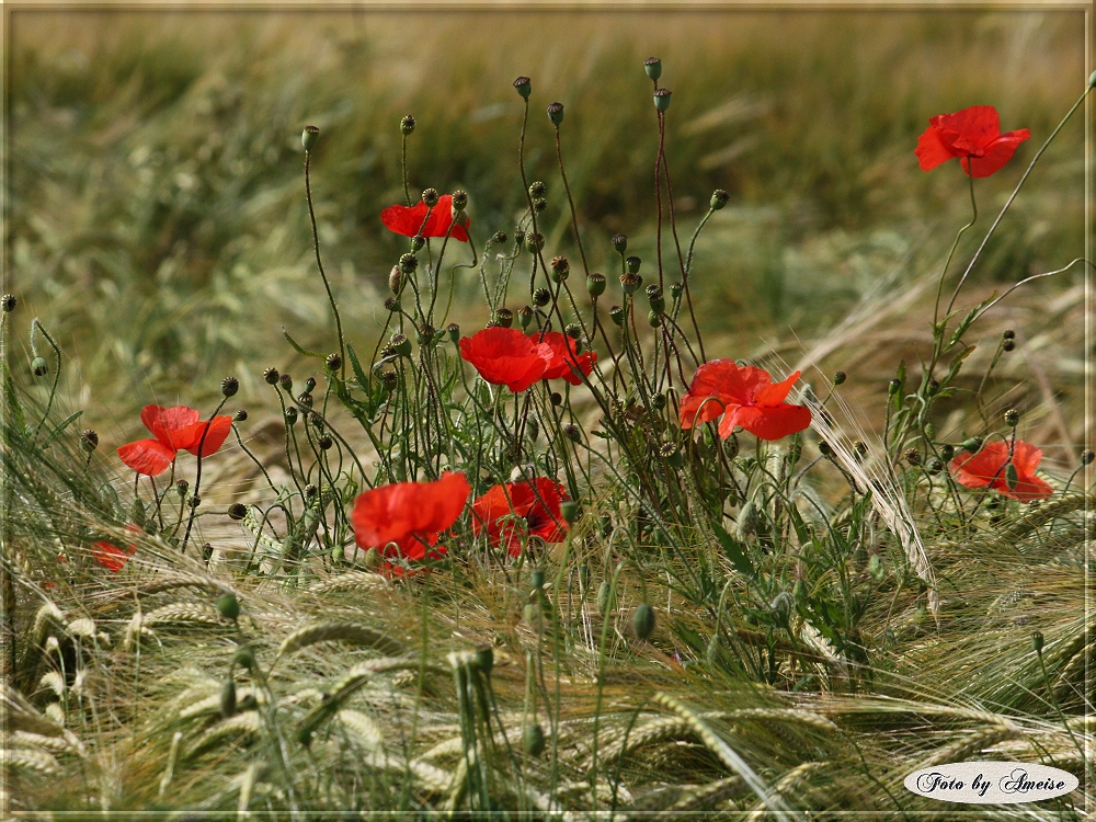 Roter Mohn