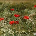 Roter Mohn