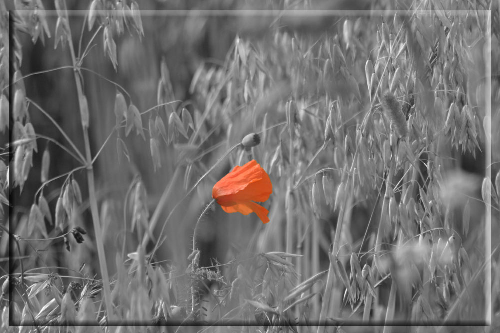 Roter Mohn ...