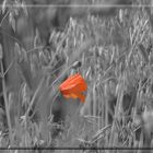 Roter Mohn ...