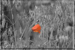 Roter Mohn ...