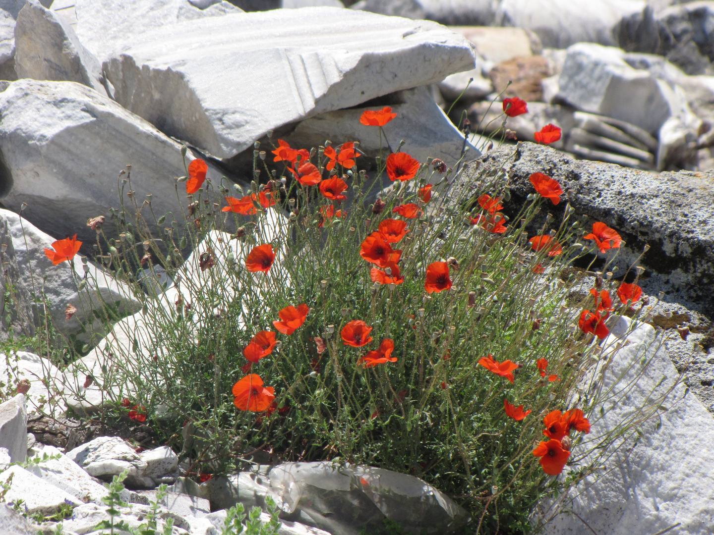 "Roter Mohn"