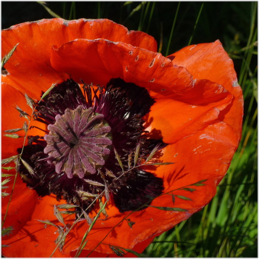 Roter Mohn